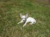 Chihuahua Beautyful Princess Donna
