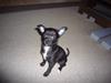 Chihuahua shaggi