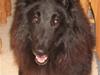 Groenendael Victor Macy V. Lana's Hof [ Himmelhund]