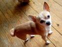Chihuahua Shanti