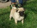 Mops Arnold