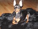 Dvaergpinscher Rødkildes Chillum