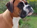 Boxer Nala