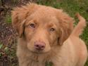 Nova scotia duck tolling retriever Akela