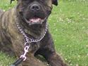 Bullmastiff | Bella