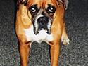 Boxer Sasha *Død*