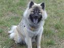 Eurasier Luna