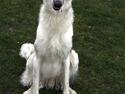 Borzoi Oluf (Olle)