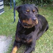 Rottweiler Jako