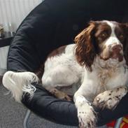 Engelsk springer spaniel Misty af Silver Meadow