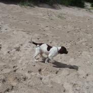 Engelsk springer spaniel Misty af Silver Meadow