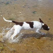 Engelsk springer spaniel Misty af Silver Meadow