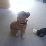 Amerikansk bulldog Shila 