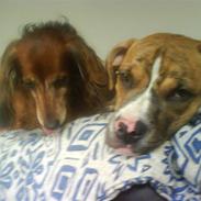 Amerikansk bulldog Shila 