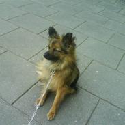 Blanding af racer chico