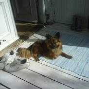 Blanding af racer chico