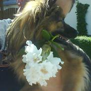 Blanding af racer chico