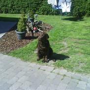 Labrador retriever Jaso!!!