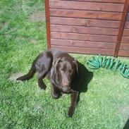 Labrador retriever Jaso!!!