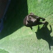 Labrador retriever Jaso!!!