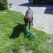 Labrador retriever Jaso!!!