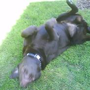 Labrador retriever Jaso!!!