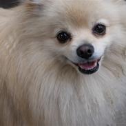 Pomeranian  pippo <3