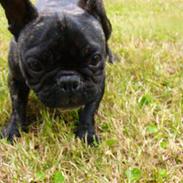 Fransk bulldog fifi