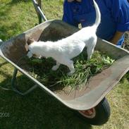 Jack russell terrier Olga