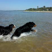 Berner sennenhund Østersø Pedersen's Akaran