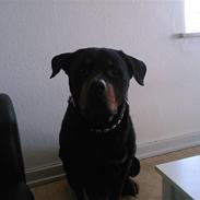 Rottweiler Jako