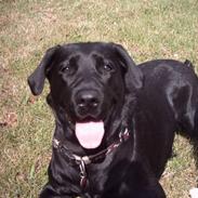 Labrador retriever Daisy