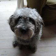 Blanding af racer Theis