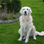 Golden retriever Zita