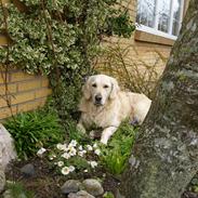 Golden retriever Zita