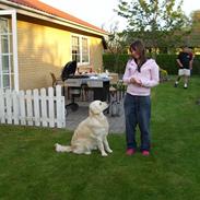 Golden retriever Zita