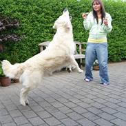 Golden retriever Zita