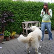 Golden retriever Zita