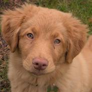 Nova scotia duck tolling retriever Akela