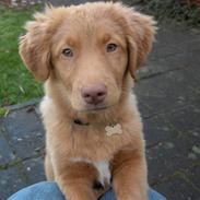 Nova scotia duck tolling retriever Akela