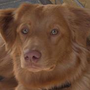 Nova scotia duck tolling retriever Akela