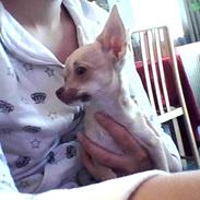 Chihuahua .··..··. Oscar.··..··. 