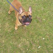 Fransk bulldog Bobo