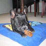 Fransk bulldog chanel