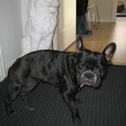 Fransk bulldog chanel