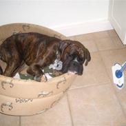 Boxer Alex R.I.P..<3