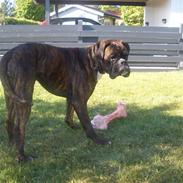 Boxer Alex R.I.P..<3