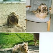 Blanding af racer Gismo