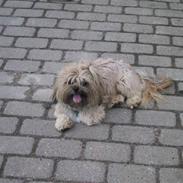 Blanding af racer Gismo