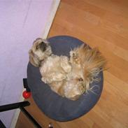 Blanding af racer Gismo